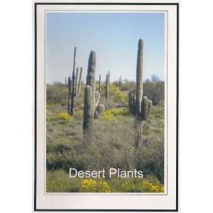  Relaxation Music Desert Plants Music & Scenary, Adeeb 