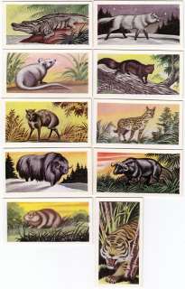 Animal Cards from 1956 CROCODILE Tiger Weasel Mouse Lemming Buffalo 