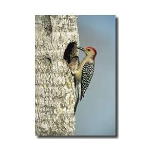  Red Bellied Woodpecker In Nest Everglades National Park 