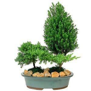 Jewell Evergreen Double Planting  Grocery & Gourmet Food