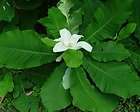   Magnolia, Magnolia macrophylla, Tree Seeds (Showy Fragrant Flowers
