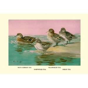  Four Types of Teal Ducks 44X66 Canvas