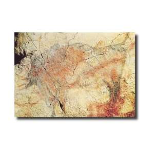  Bison From The Caves At Altamira C15000 Bc Giclee Print 