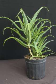  Tropical Succulent Plant Medicinal like Vera (1gal Plant) USA  