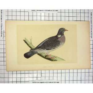   Colour Print Morris 1851 Bird Ornithology Wood Pigeon