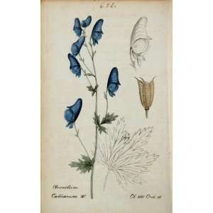   Blue Botanical Print   Hand Colored Lithograph