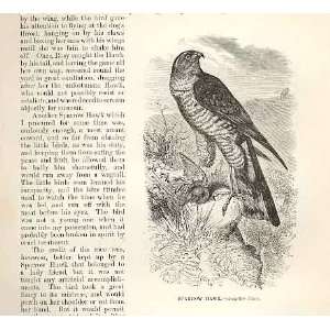    Sparrow Hawk 1862 WoodS Natural History Birds