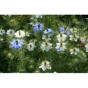  Love in a Mist Nigella Mixed Colors Seeds Patio, Lawn 