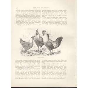   Campines Antique Poultry Print Ludlow 1902 Birds
