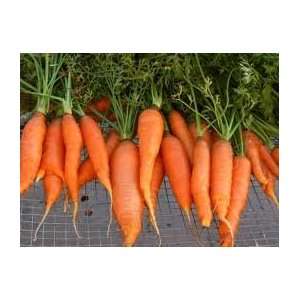  Enterprise Carrot Seeds Pack Patio, Lawn & Garden