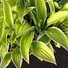 hosta LEMON FROST small yellow variegated long fast easy ***Live 