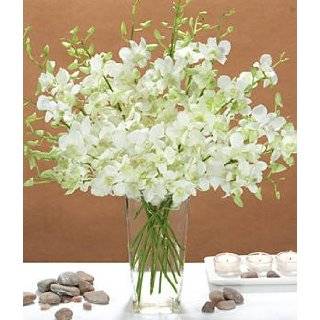   › Fresh Flowers & Indoor Plants › Fresh Cut Flowers › Orchids