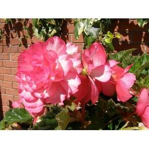  Double Pink Trumpet Begonia   1 Bulb Patio, Lawn & Garden