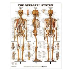  Anatomical Chart Plastic Styrene  Industrial & Scientific