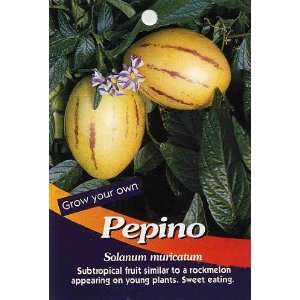   Melon Pear 10 Seeds Solanum muricata Indoors/Out Patio, Lawn & Garden