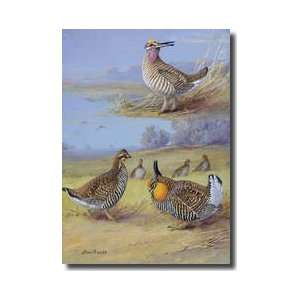  Group Of Prairie Chickens Of Different Species Giclee 
