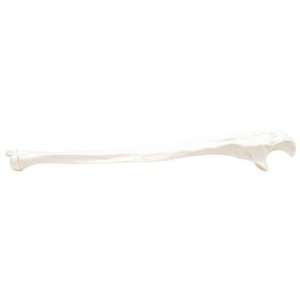3B Scientific A45/2L Plastic Left Human Ulna Bone Model:  