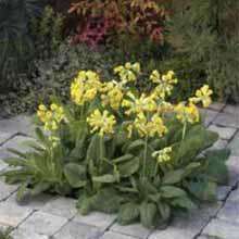 Primula Cabrillo Yellow Flower Seeds Cowslips  