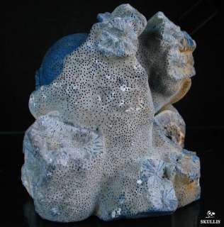Blue Sponge Coral Skull Sculpture: LOVE NEVER DIES  
