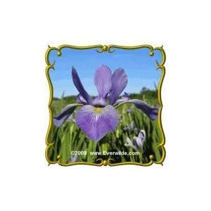  Northern Blue Flag (Iris versicolor) Jumbo Wildflower Seed 