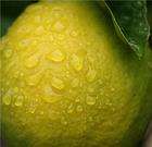 lemon drop fragrance oil multiple sizes available concentrated 
