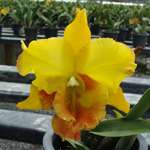 Pack Pot Packed CATTLEYA Orchid Plant blooming size  