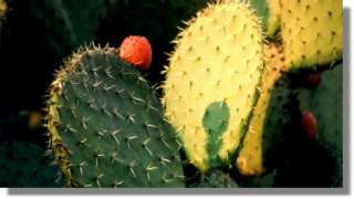 nervous system nopal helps prevent diabetic neuropathy the amino acids