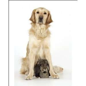  Dog and Rabbit   Golden Retriever and French Lop in studio 