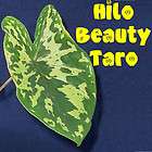 HILO BEAUTY ~ Alocasia CAMO Taro Variegated DWARF ELE