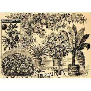  1895 Print Tropical Fruits Cattley Banana Passion Fruit 