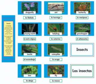 Spanish INSECTS Los Insectos Bulletin Board Set Teacher  