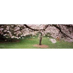  Cherry Blossom Tree in a Park, Golden Gate Park, San 