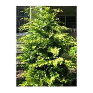  Crippsii Hinoke Cypress Tree Evergreen (1 to 2 Year Plants 