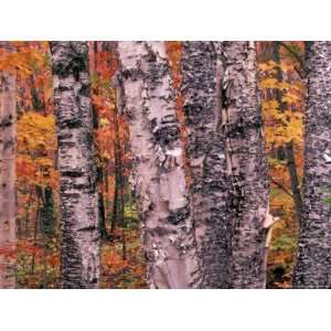  Forest Landscape and Fall Colors on Deciduous Trees, Lake 