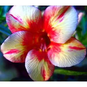   Obesum Desert Rose Pink Diamond 3 Seeds: Patio, Lawn & Garden