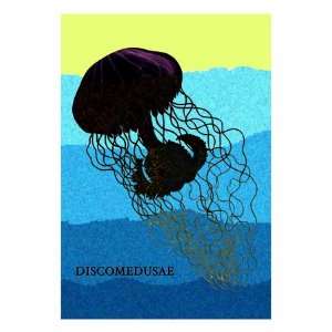    Jellyfish Discomedusae by Ernst Haeckel, 24x32