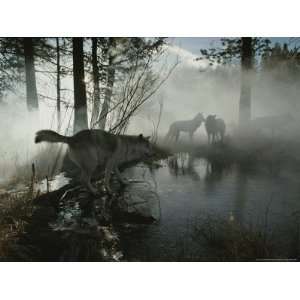  Group of Gray Wolves, Canis Lupus, Pass By a Foggy Pond in 