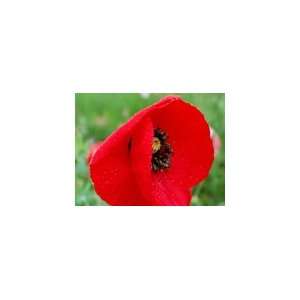  1# Pound Red Corn Poppy Flower Seeds  Papaver Rhoeas 