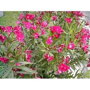   250 Super Hot Pink Oleander Nerium Plant Seeds Patio, Lawn & Garden