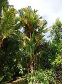 Cyrtostachys renda   Sealing Wax Palm   10 Fresh Seeds  