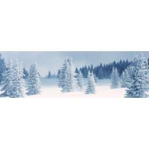 Fresh Snow on Pine Trees, Taos County, New Mexico, USA Giclee Poster 