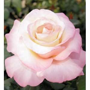  Crescendo Tea Rose Seeds Packet: Patio, Lawn & Garden