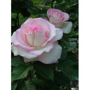  Morden Blush Rose Seeds Packet: Patio, Lawn & Garden
