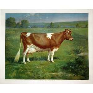  1900 Vintage Ideal Type Guernsey Cow Antique Advertising 
